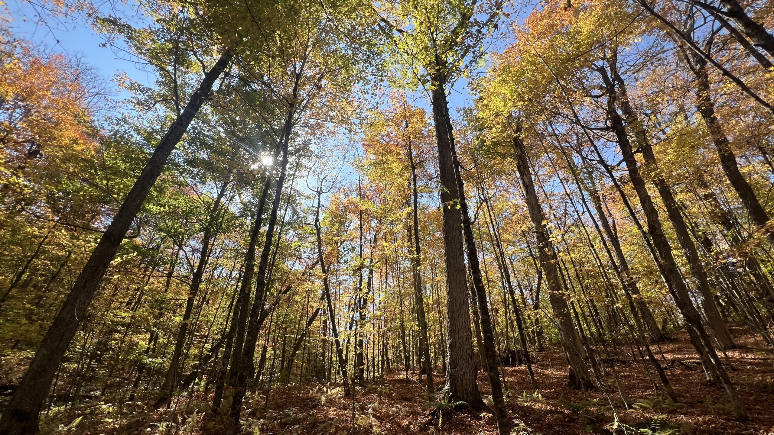 秋のAlgonquin でキャンプした話