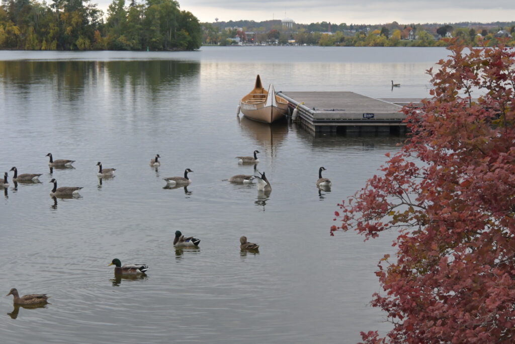 カナダグースと湖